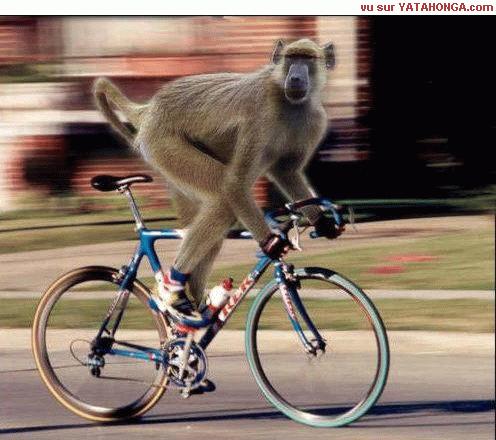 Riding monkey